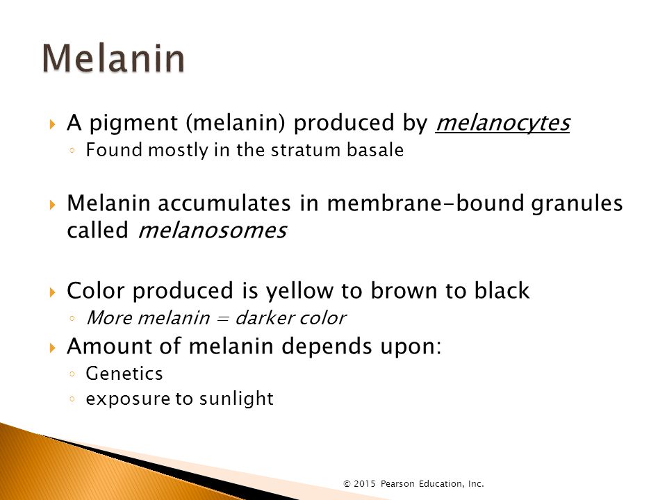  A pigment (melanin) produced by melanocytes ◦ Found mostly in the stratum basale  Melanin accumulates in membrane-bound granules called melanosomes  Color produced is yellow to brown to black ◦ More melanin = darker color  Amount of melanin depends upon: ◦ Genetics ◦ exposure to sunlight © 2015 Pearson Education, Inc.