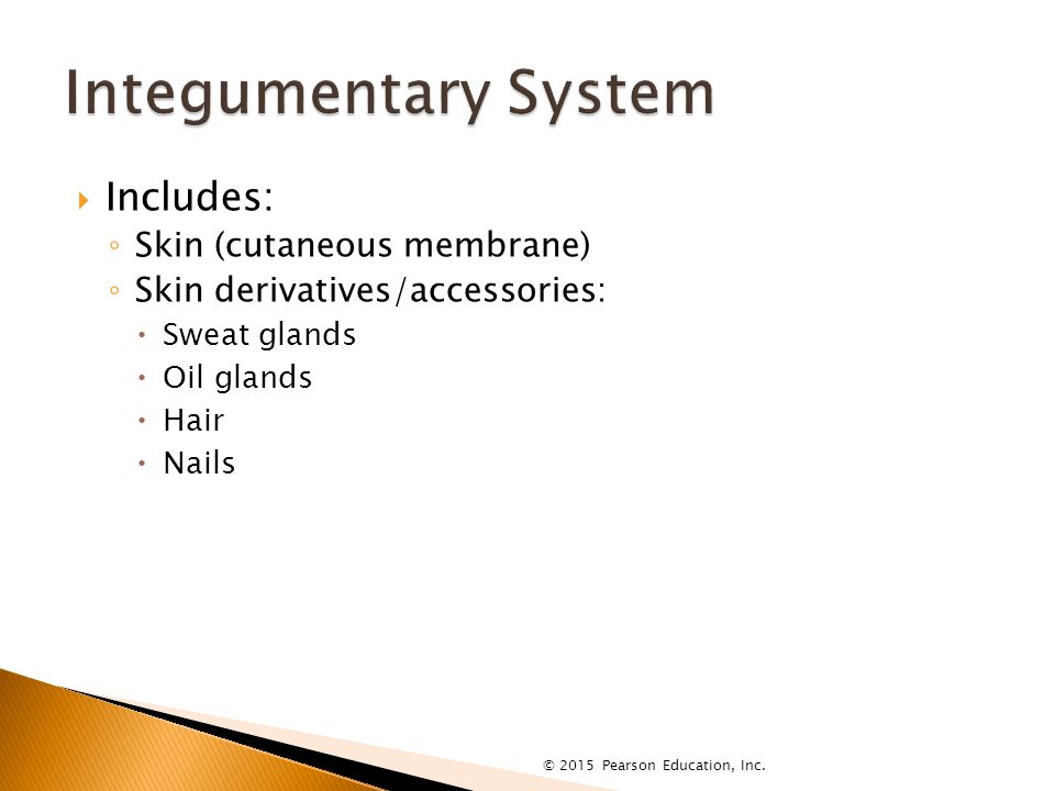  Includes: ◦ Skin (cutaneous membrane) ◦ Skin derivatives/accessories:  Sweat glands  Oil glands  Hair  Nails © 2015 Pearson Education, Inc.