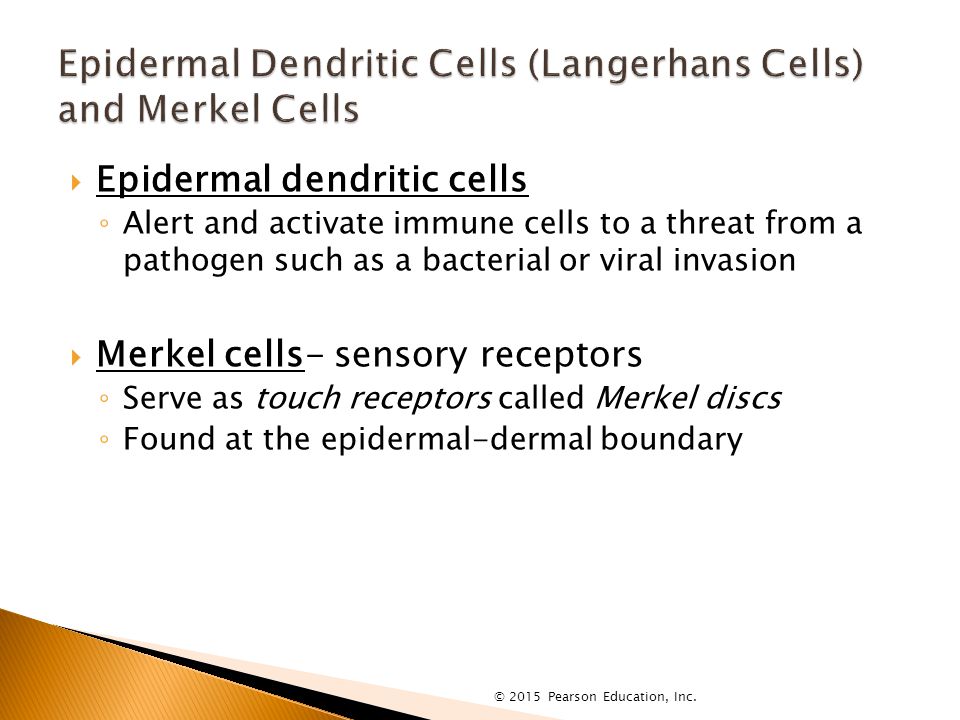  Epidermal dendritic cells ◦ Alert and activate immune cells to a threat from a pathogen such as a bacterial or viral invasion  Merkel cells- sensory receptors ◦ Serve as touch receptors called Merkel discs ◦ Found at the epidermal-dermal boundary © 2015 Pearson Education, Inc.