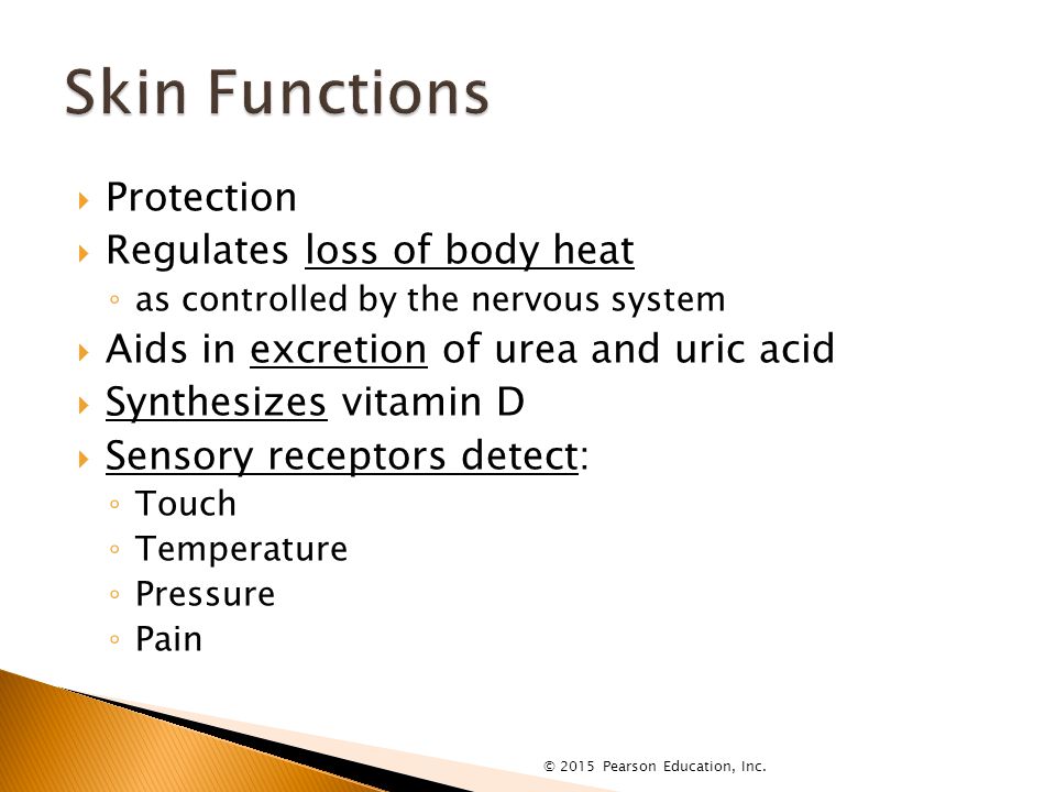  Protection  Regulates loss of body heat ◦ as controlled by the nervous system  Aids in excretion of urea and uric acid  Synthesizes vitamin D  Sensory receptors detect: ◦ Touch ◦ Temperature ◦ Pressure ◦ Pain © 2015 Pearson Education, Inc.