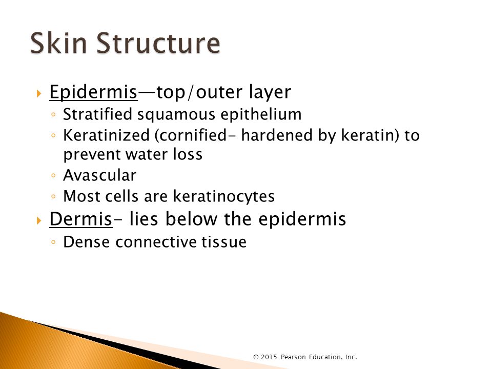  Epidermis—top/outer layer ◦ Stratified squamous epithelium ◦ Keratinized (cornified- hardened by keratin) to prevent water loss ◦ Avascular ◦ Most cells are keratinocytes  Dermis- lies below the epidermis ◦ Dense connective tissue © 2015 Pearson Education, Inc.