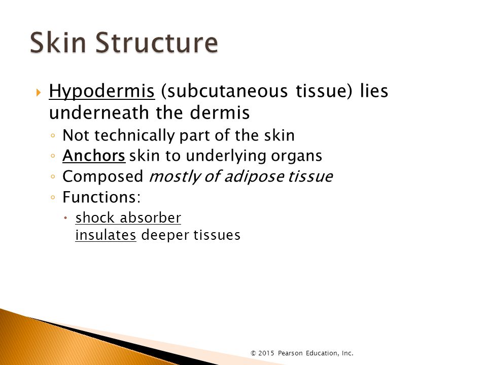 Hypodermis (subcutaneous tissue) lies underneath the dermis ◦ Not technically part of the skin ◦ Anchors skin to underlying organs ◦ Composed mostly of adipose tissue ◦ Functions:  shock absorber insulates deeper tissues © 2015 Pearson Education, Inc.