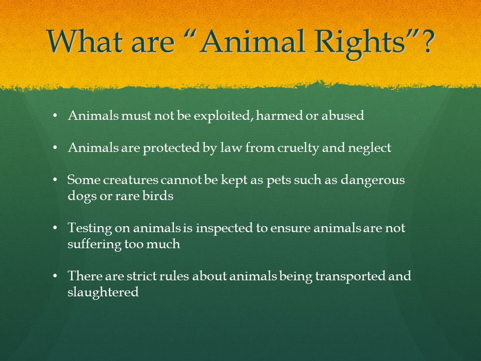 What are Animal Rights .