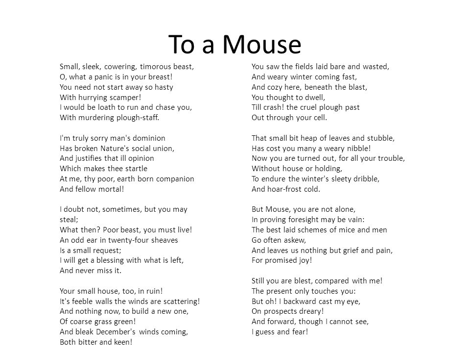 To a Mouse By: Robert Burns Chad Scott & Olivia Haag. - ppt download
