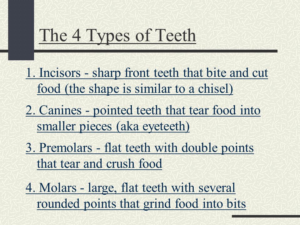 The 4 Types of Teeth 1.