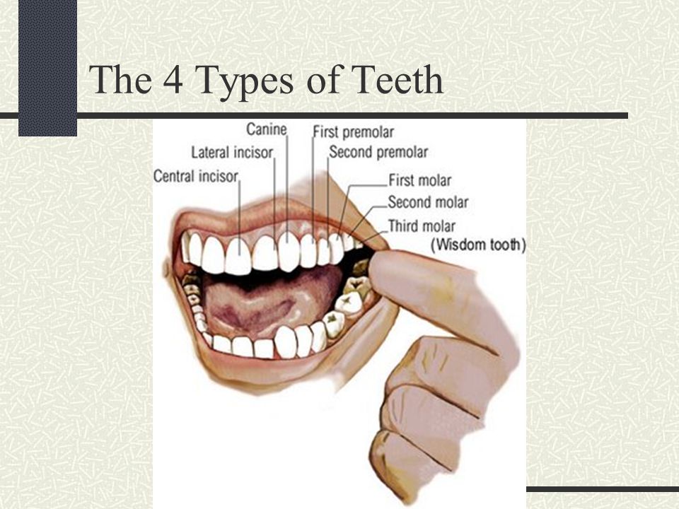 The 4 Types of Teeth