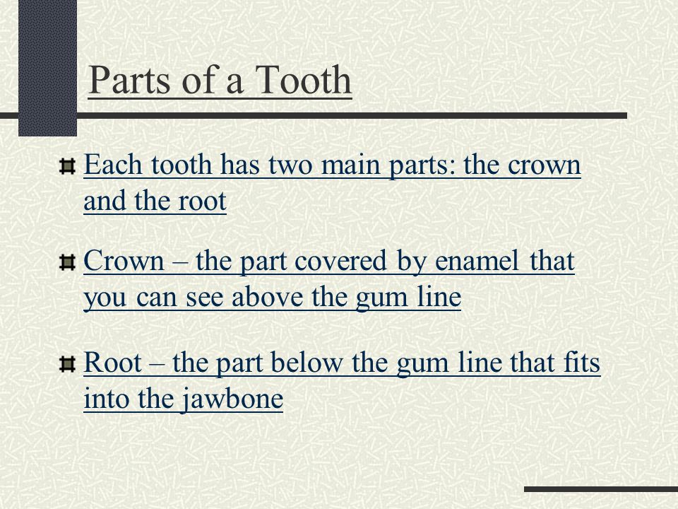 Parts of a Tooth Each tooth has two main parts: the crown and the root Crown – the part covered by enamel that you can see above the gum line Root – the part below the gum line that fits into the jawbone