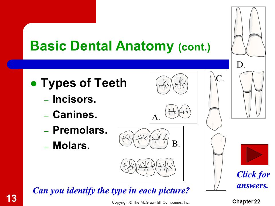 Copyright © The McGraw-Hill Companies, Inc. Chapter Types of Teeth – Incisors.