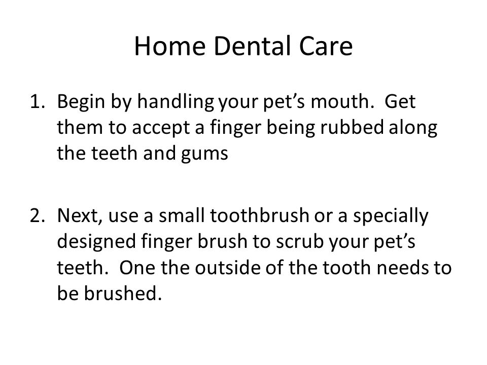 Home Dental Care 1.Begin by handling your pet’s mouth.