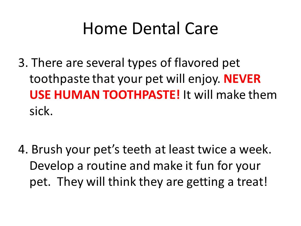 Home Dental Care 3. There are several types of flavored pet toothpaste that your pet will enjoy.