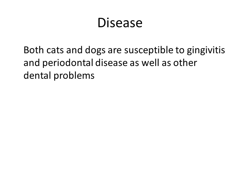 Disease Both cats and dogs are susceptible to gingivitis and periodontal disease as well as other dental problems
