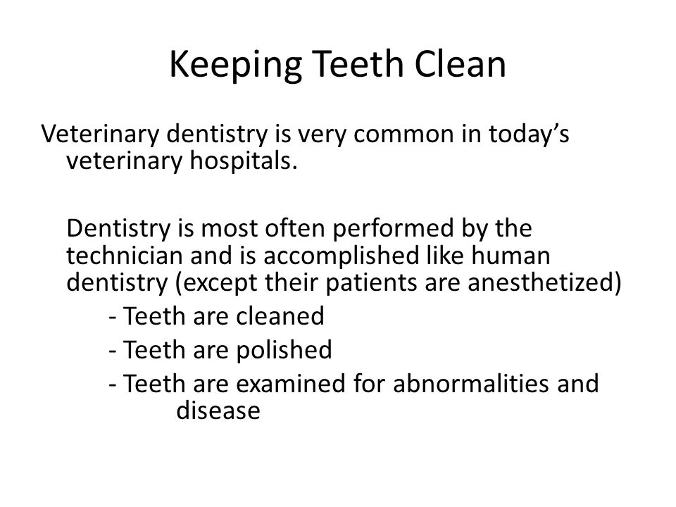 Keeping Teeth Clean Veterinary dentistry is very common in today’s veterinary hospitals.
