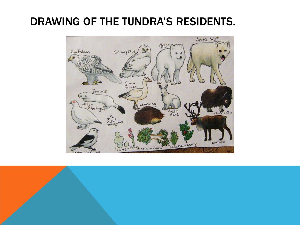 TUNDRA. DRAWING OF THE TUNDRA'S RESIDENTS. LOCATED AROUND THE NORTH POLE. -  ppt download
