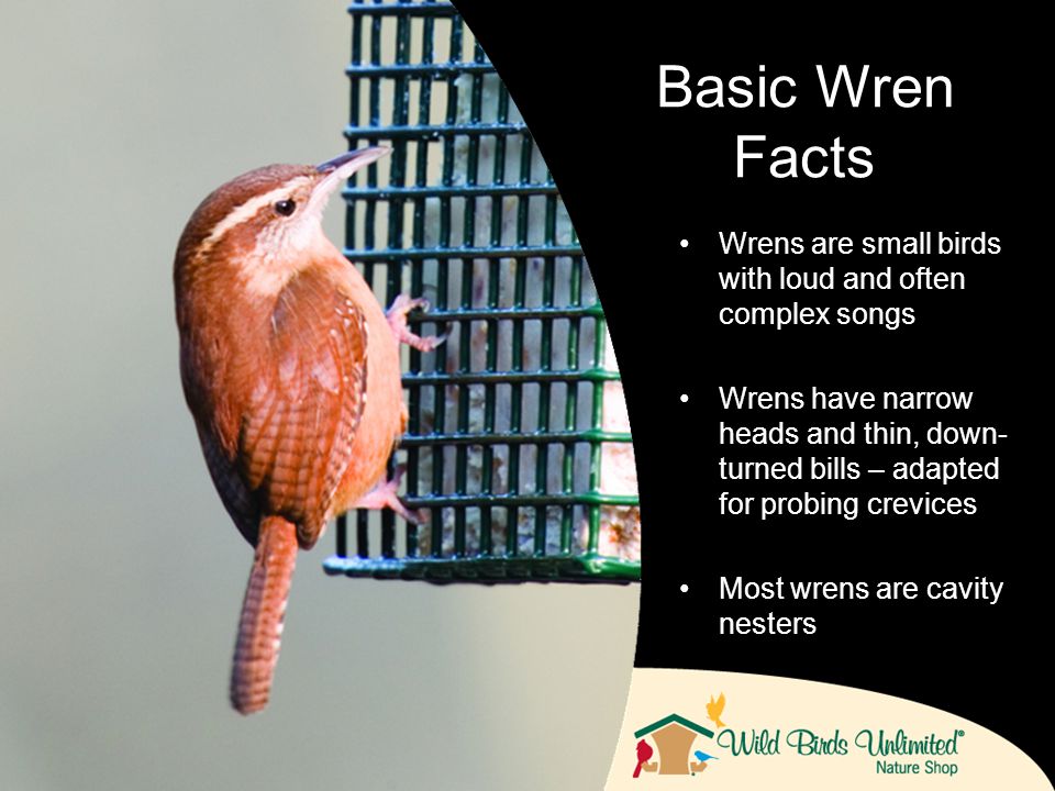 all about wrens