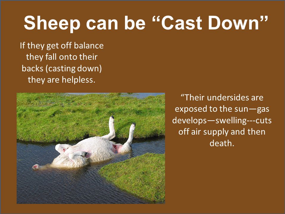 Image result for cast down sheep