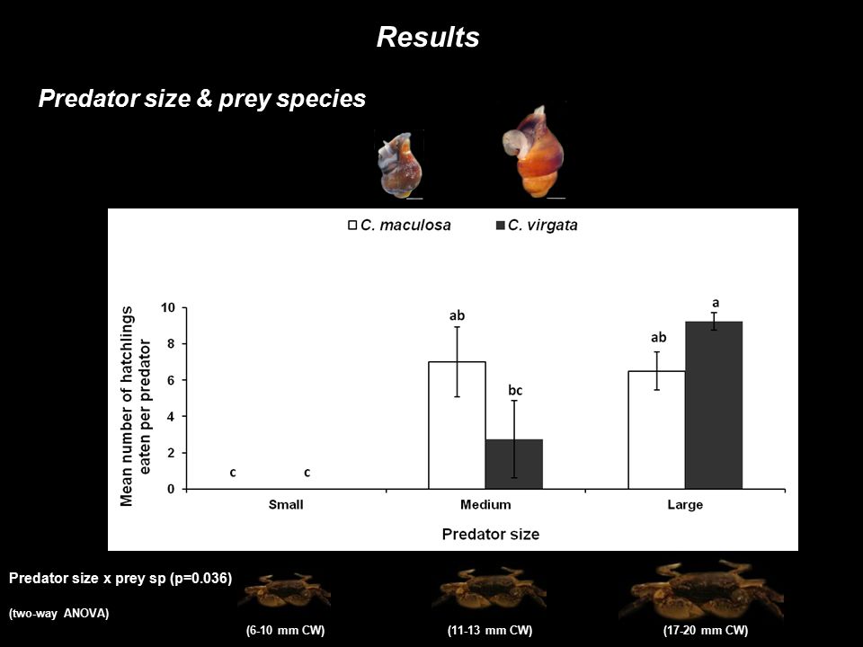 Results Predator size & prey species Predator size x prey sp (p=0.036) (two-way ANOVA) (6-10 mm CW) (11-13 mm CW) (17-20 mm CW)