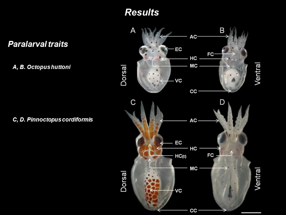 Results Paralarval traits A, B. Octopus huttoni C, D. Pinnoctopus cordiformis