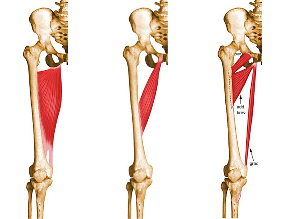 Classification and action of the lower extremity muscles - ppt video ...