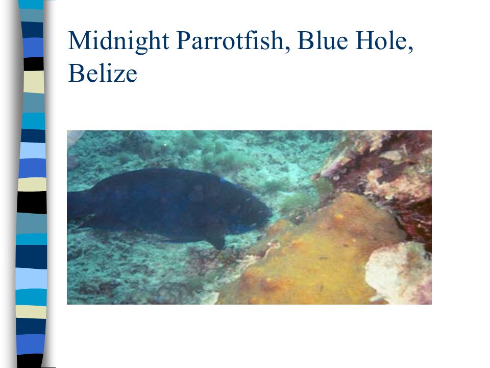 Midnight Parrotfish, Blue Hole, Belize