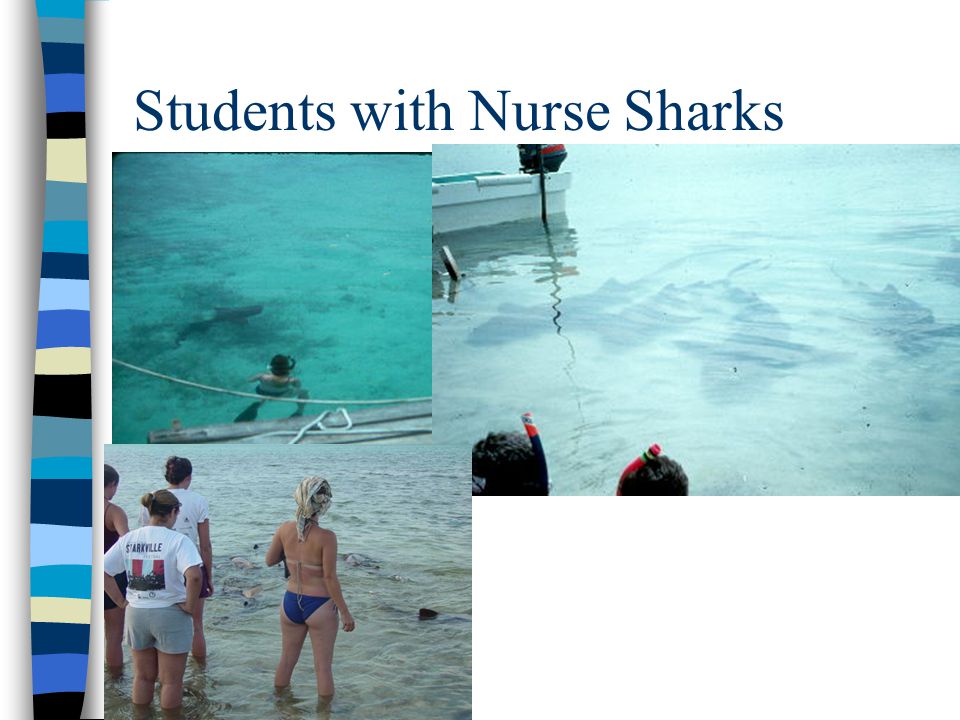Students with Nurse Sharks