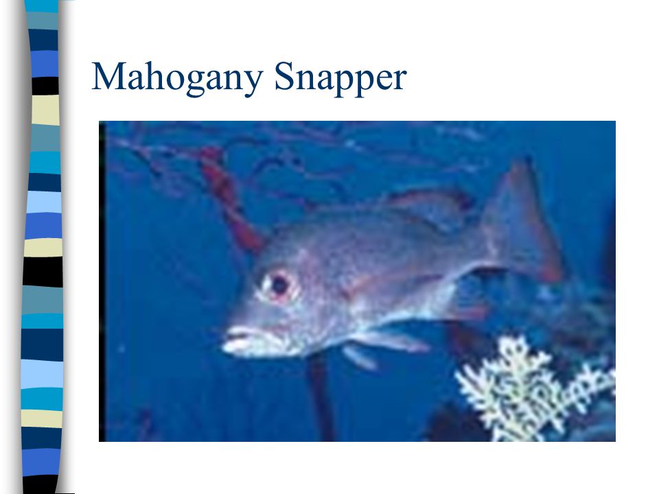 Mahogany Snapper