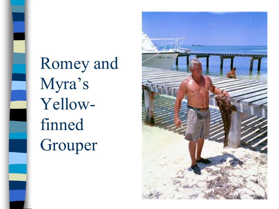Romey and Myra’s Yellow- finned Grouper