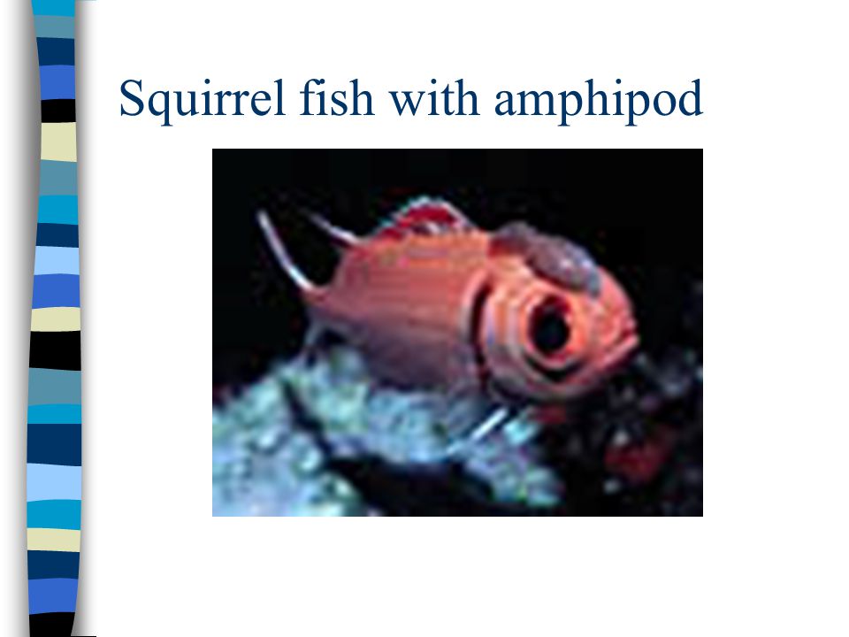Squirrel fish with amphipod