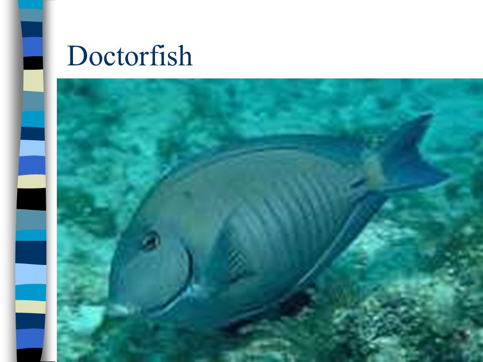 Doctorfish