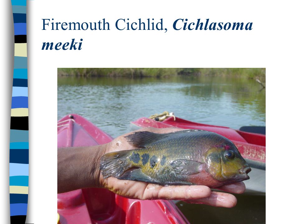 Firemouth Cichlid, Cichlasoma meeki