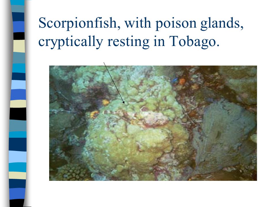 Scorpionfish, with poison glands, cryptically resting in Tobago.