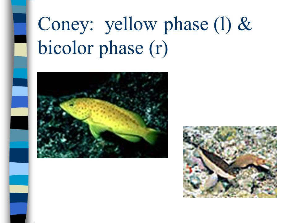 Coney: yellow phase (l) & bicolor phase (r)