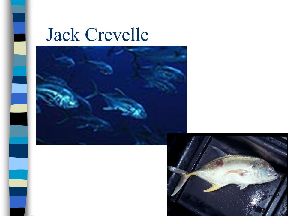 Jack Crevelle