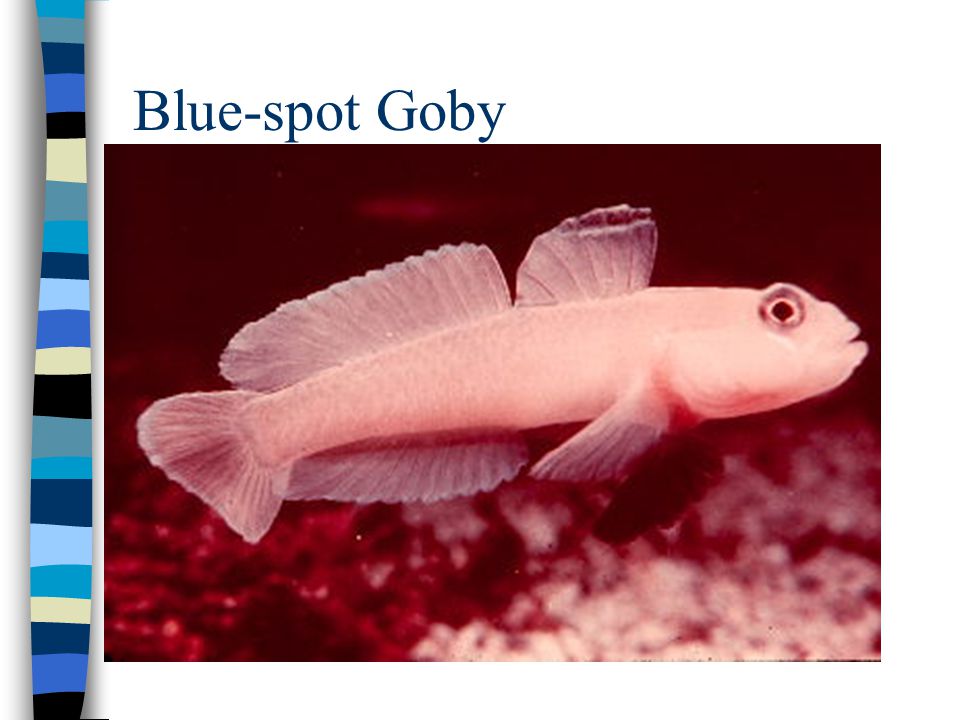 Blue-spot Goby