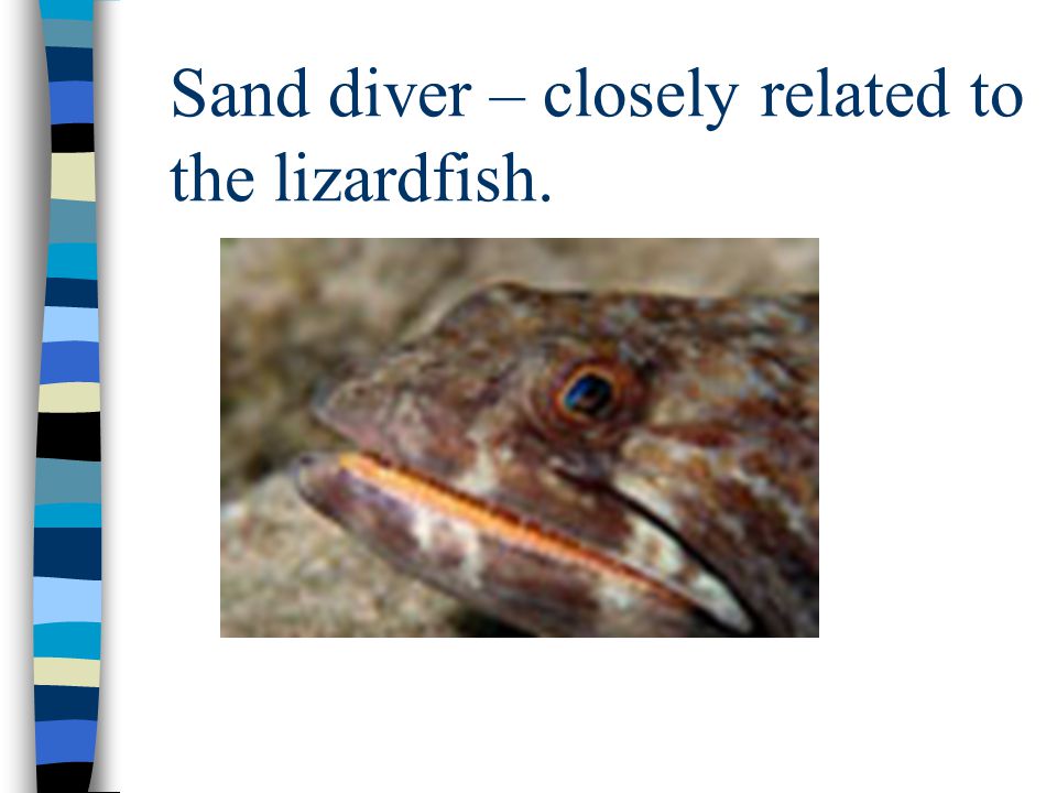 Sand diver – closely related to the lizardfish.