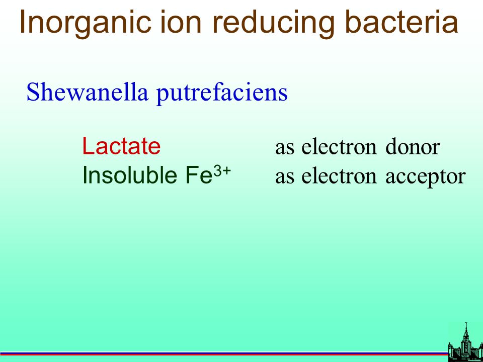 Inorganic ion reducing bacteria Shewanella putrefaciens Lactate as electron donor Insoluble Fe 3+ as electron acceptor