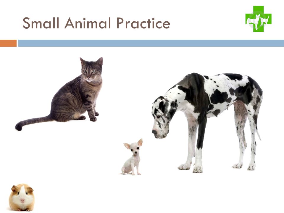 Small Animal Practice