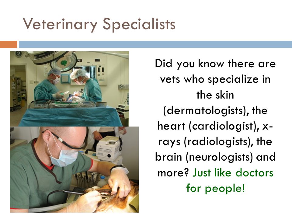 Veterinary Specialists Did you know there are vets who specialize in the skin (dermatologists), the heart (cardiologist), x- rays (radiologists), the brain (neurologists) and more.