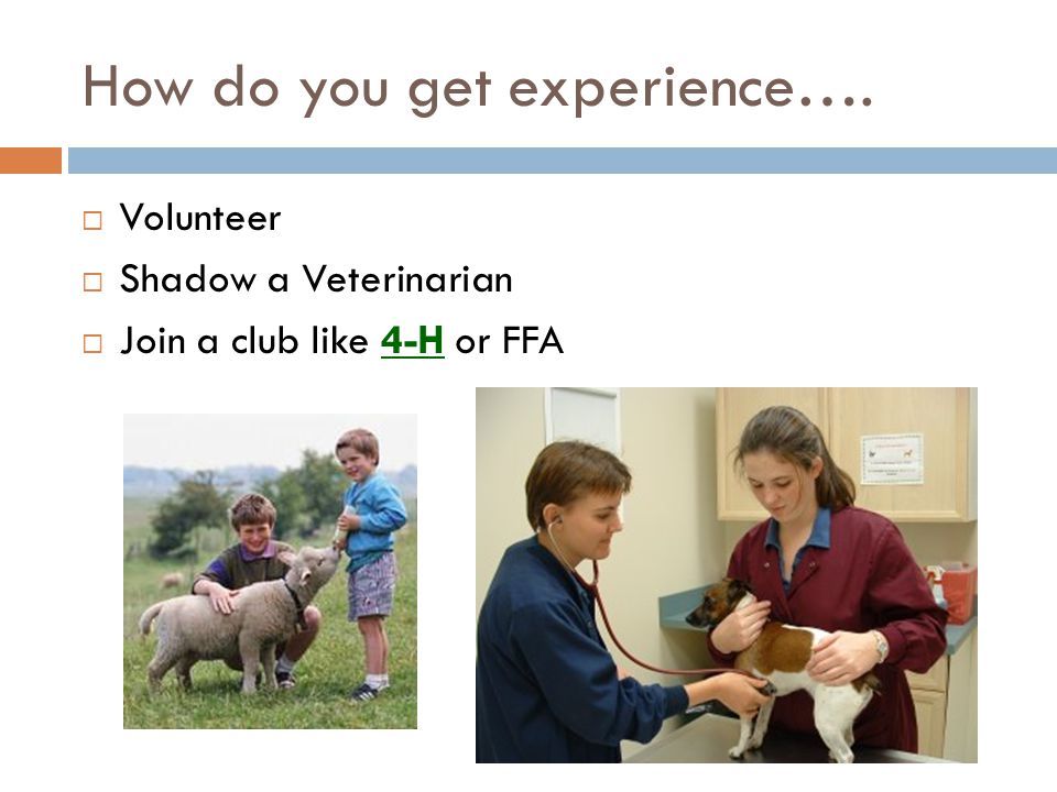 How do you get experience….  Volunteer  Shadow a Veterinarian  Join a club like 4-H or FFA