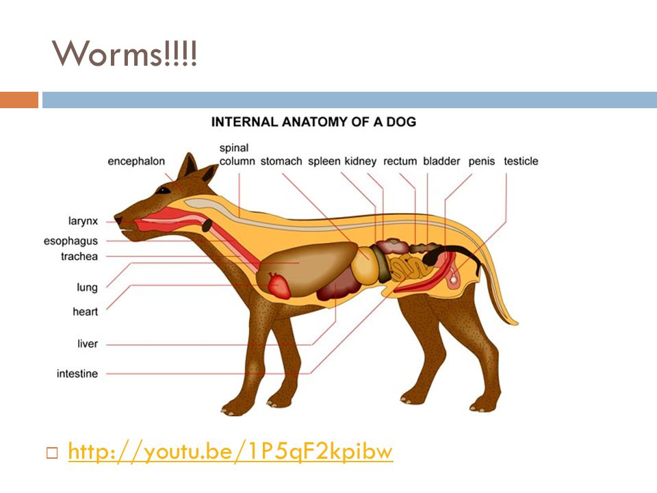 Worms!!!! 