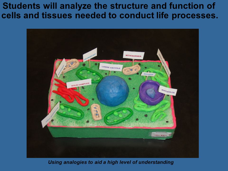 Students will analyze the structure and function of cells and tissues needed to conduct life processes.