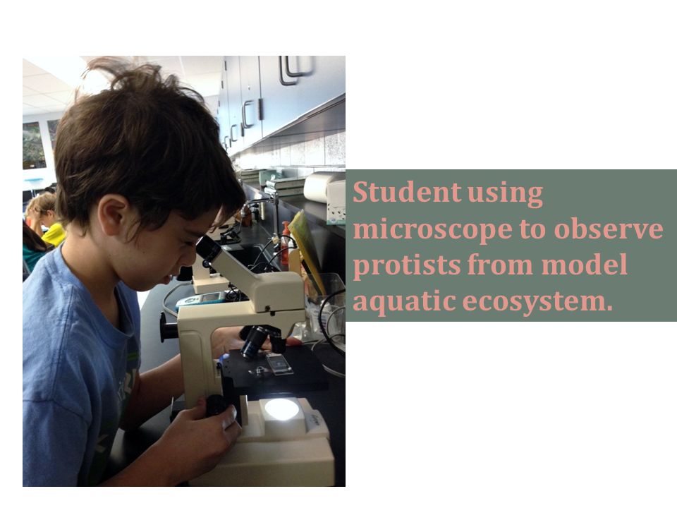 Student using microscope to observe protists from model aquatic ecosystem.