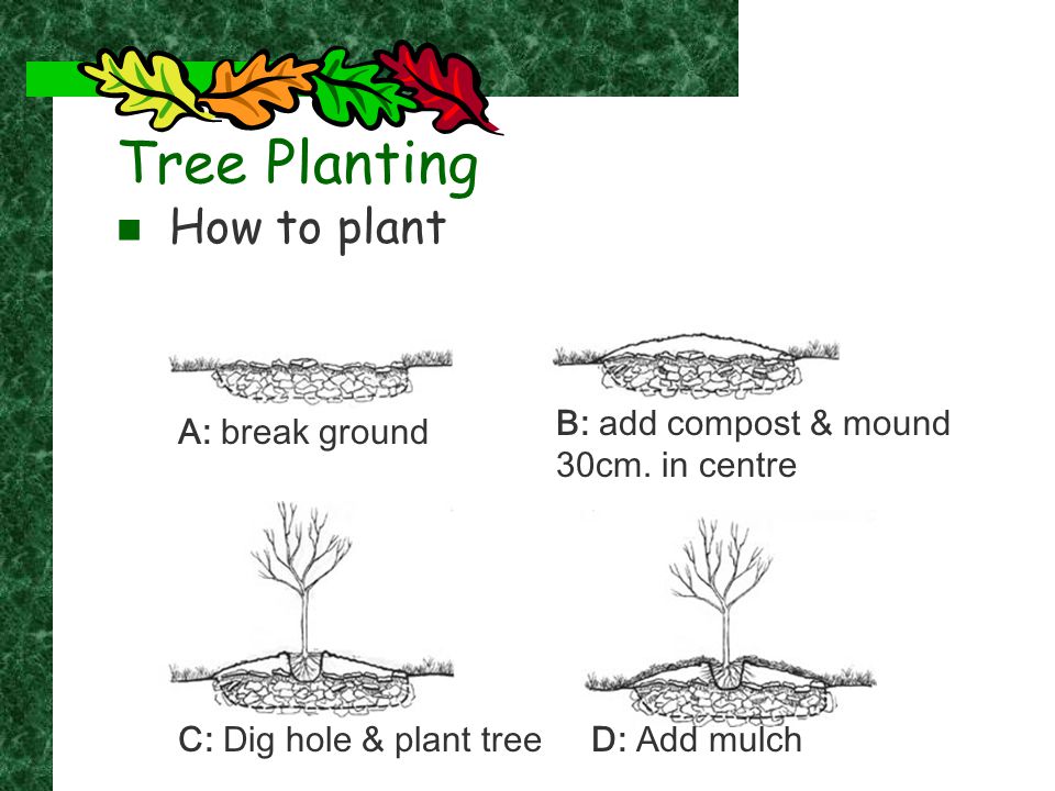 Tree Planting How to plant A: break ground B: add compost & mound 30cm.