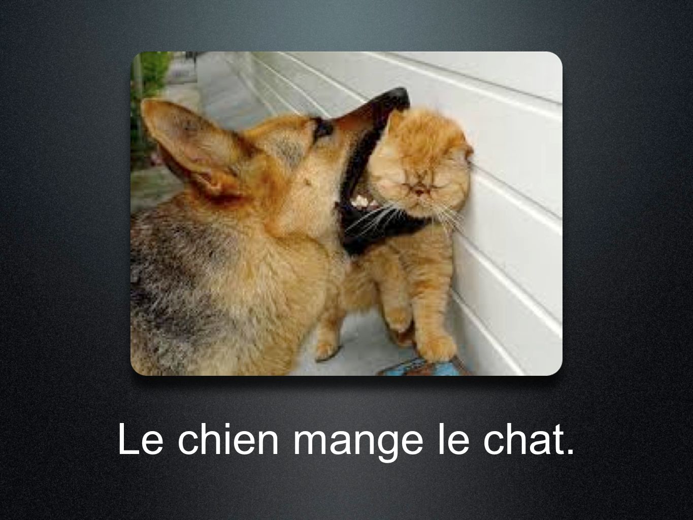 Aventures Du Chat Et Le Chien Le Grand Chat Le Petit Chat Ppt Download Aventures Du Chat Et Le Chien Le Grand Chat Le Petit Chat Ppt Download