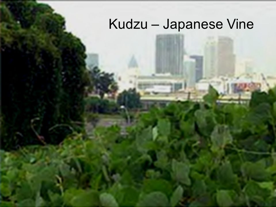 Kudzu – Japanese Vine