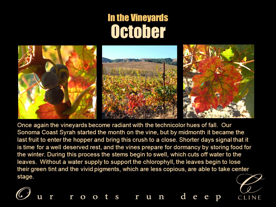 In the Vineyards Once again the vineyards become radiant with the technicolor hues of fall.
