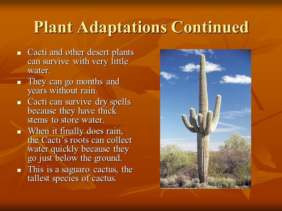 Plant Adaptations Core Content Biological Science Sc Plant Adaptations Continued Cacti And Other Desert Plants Can Survive With Very Little Water