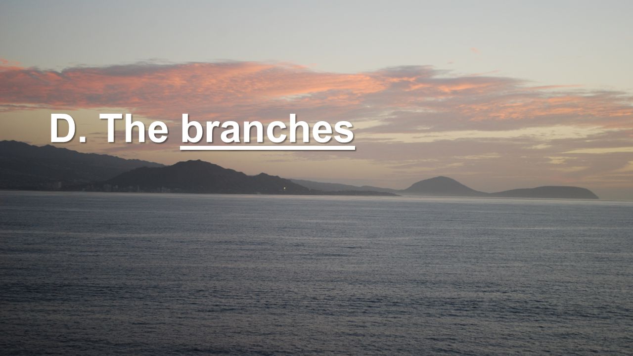 D. The branches