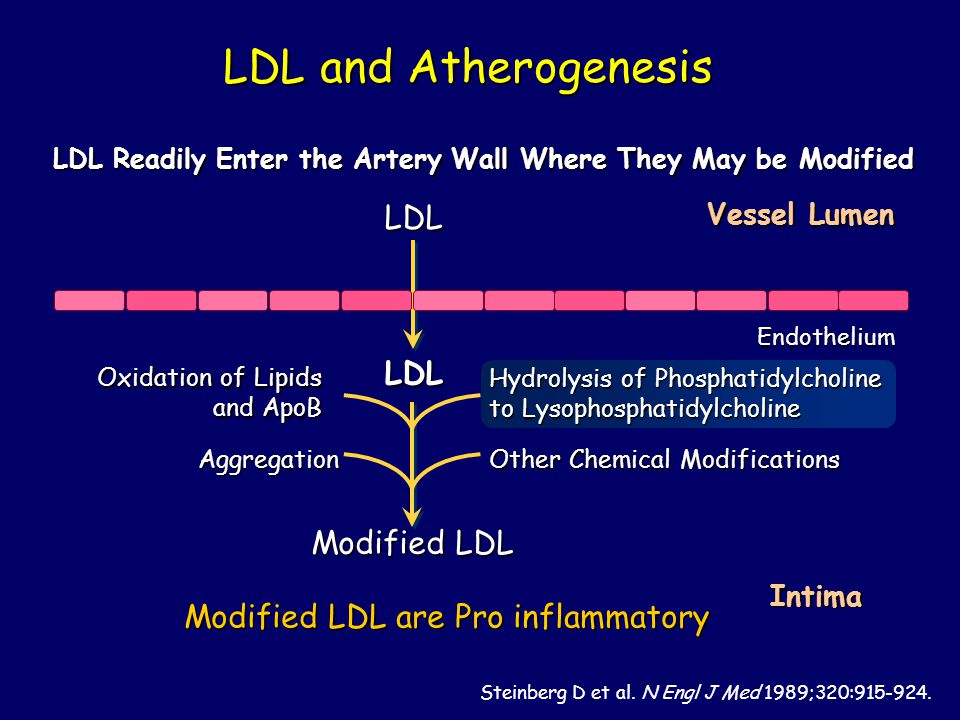 LDL and Atherogenesis LDL and Atherogenesis Steinberg D et al.