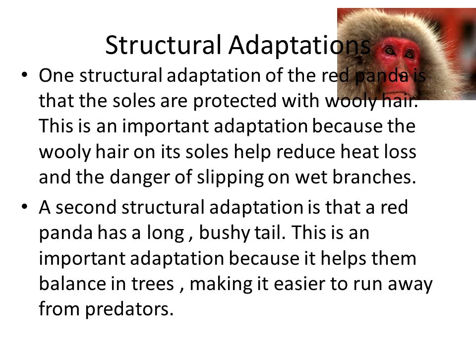 Red Pandas By : Fiona Flavin. Structural Adaptations One structural  adaptation of the red panda is that the soles are protected with wooly  hair. This. - ppt download
