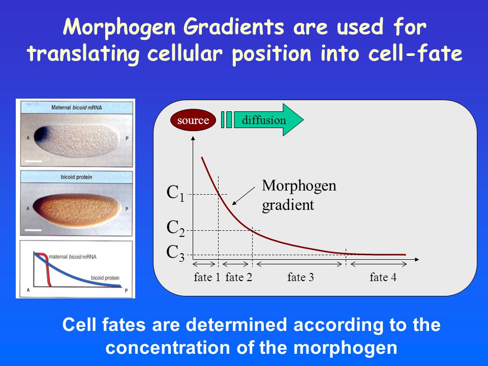 Morphogen Gradients are used for translating cellular position into cell-fate Cell fates are determined according to the concentration of the morphogen C1C1 C2C2 C3C3 fate 1fate 2fate 3 Morphogen gradient fate 4 source diffusion